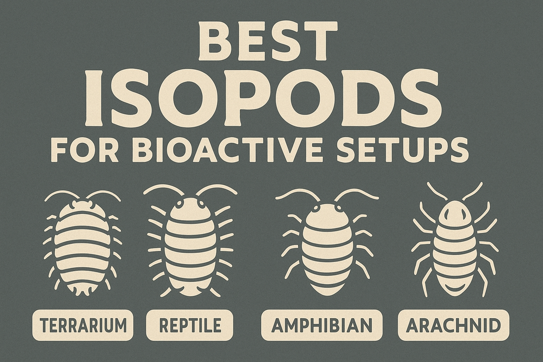 Best Isopods for Every Bioactive Setup: Match the Right Species to Your Reptile, Amphibian, or Insect