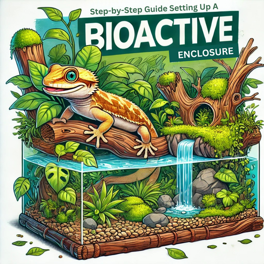 Step-by-Step Guide To A Tropical Bioactive Enclosure