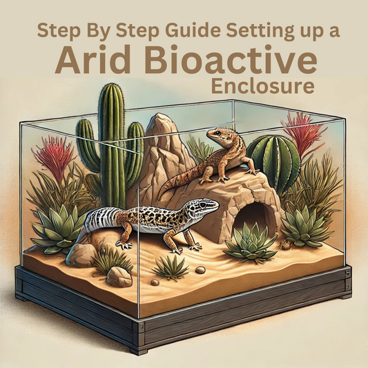 Step-by-Step Guide To A Arid Bioactive Enclosure