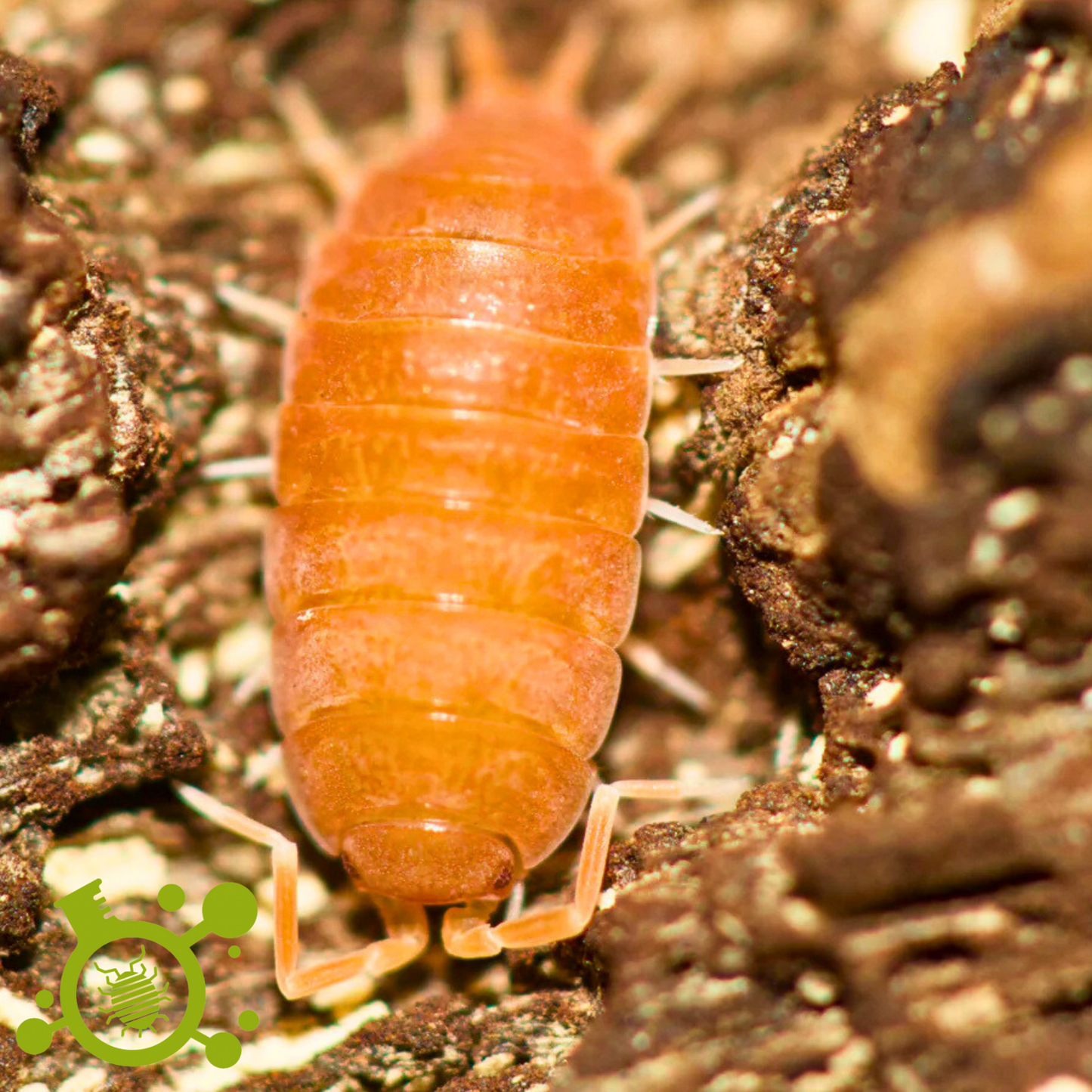 Arid Isopod Mix