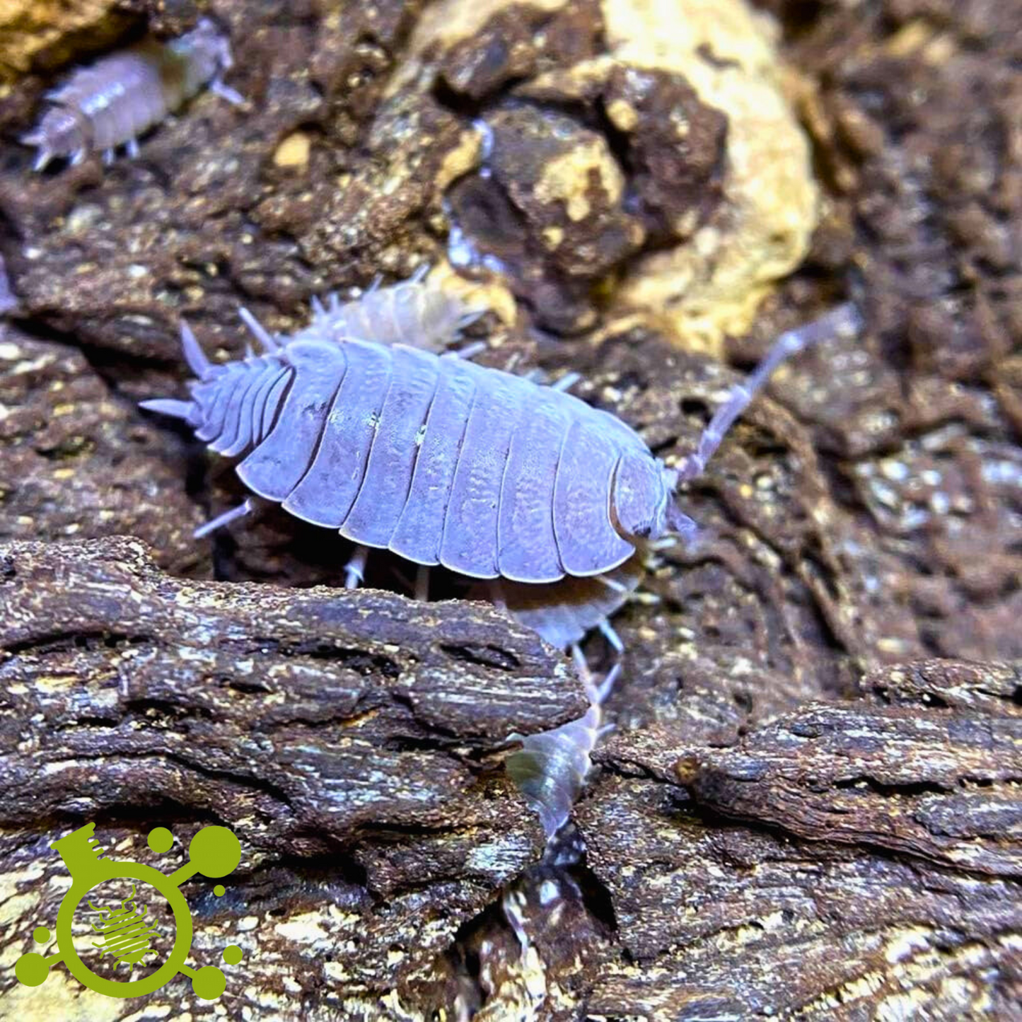 Arid Isopod Mix
