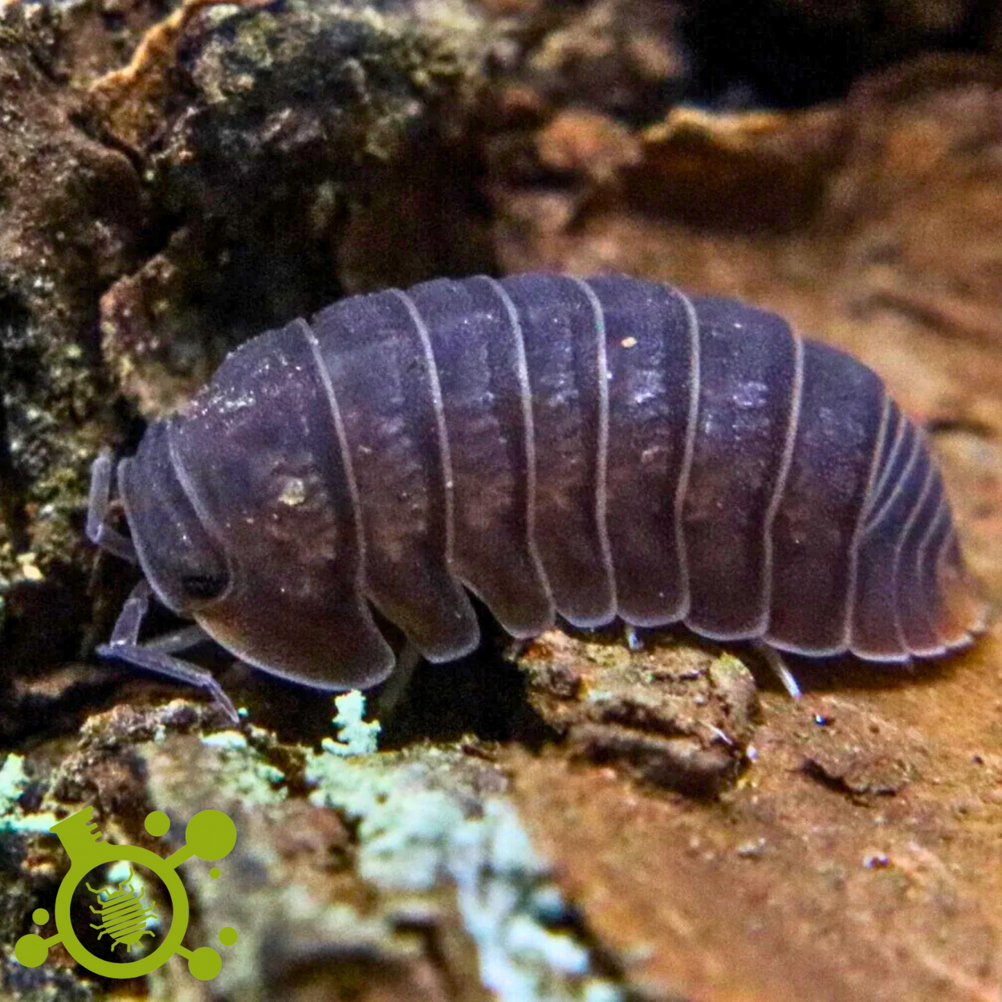 Arid Isopod Mix