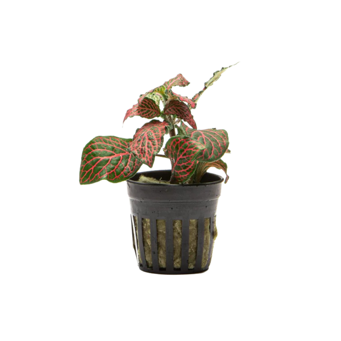 3” Fittonia “red”