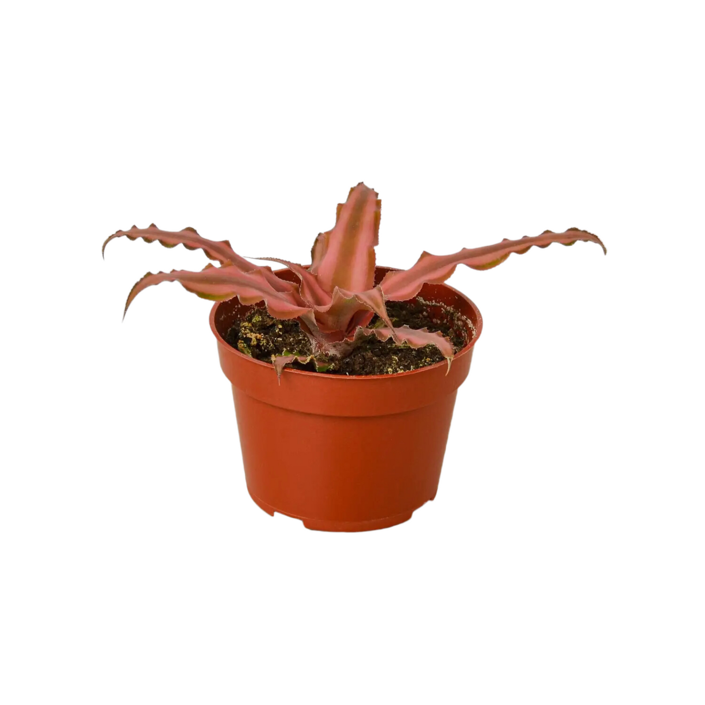 4” Crypthanthus “Pink Star”