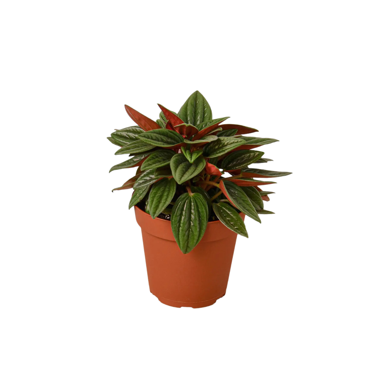 4” Peperomia “Rosso”