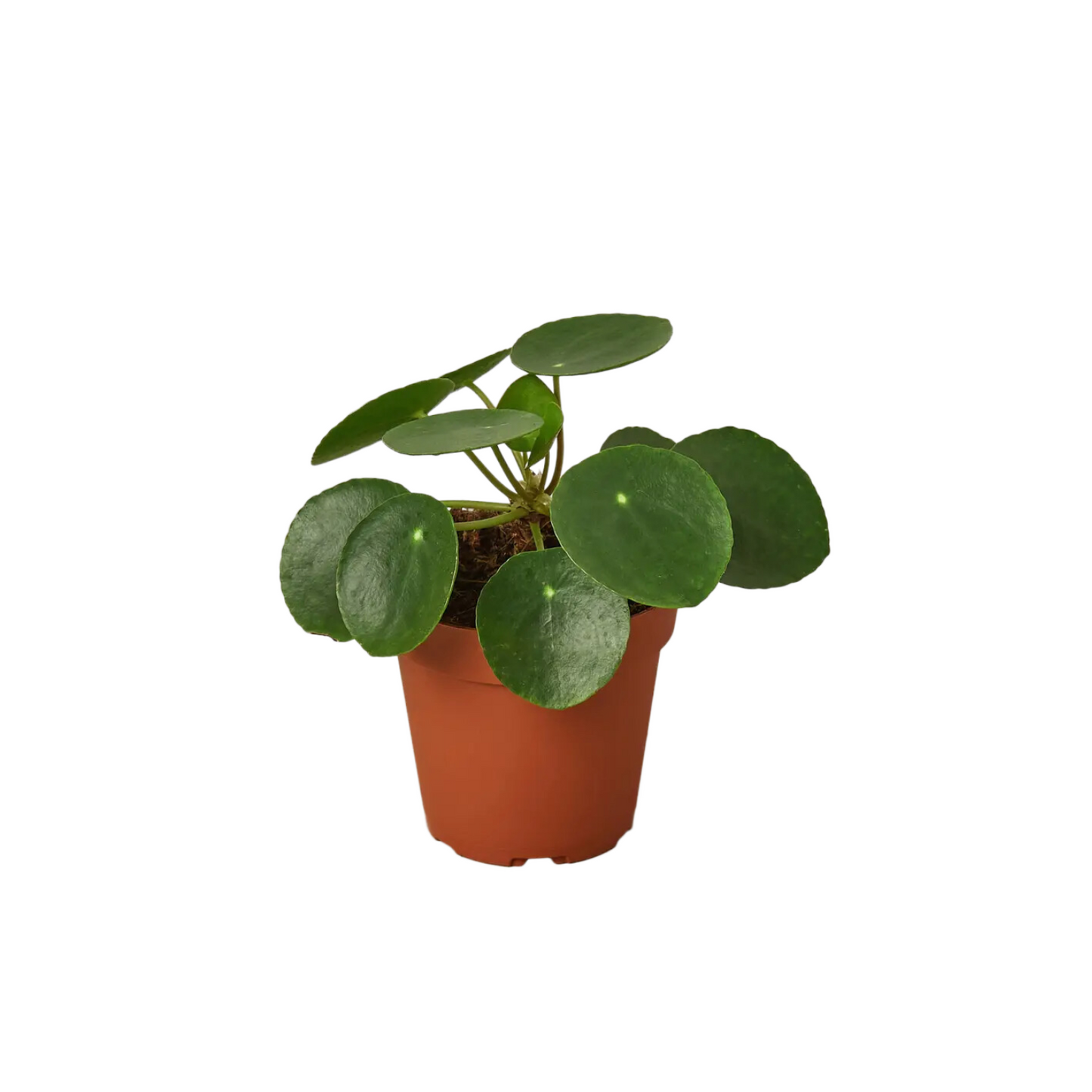 4” Pilea “Peperomiodes”