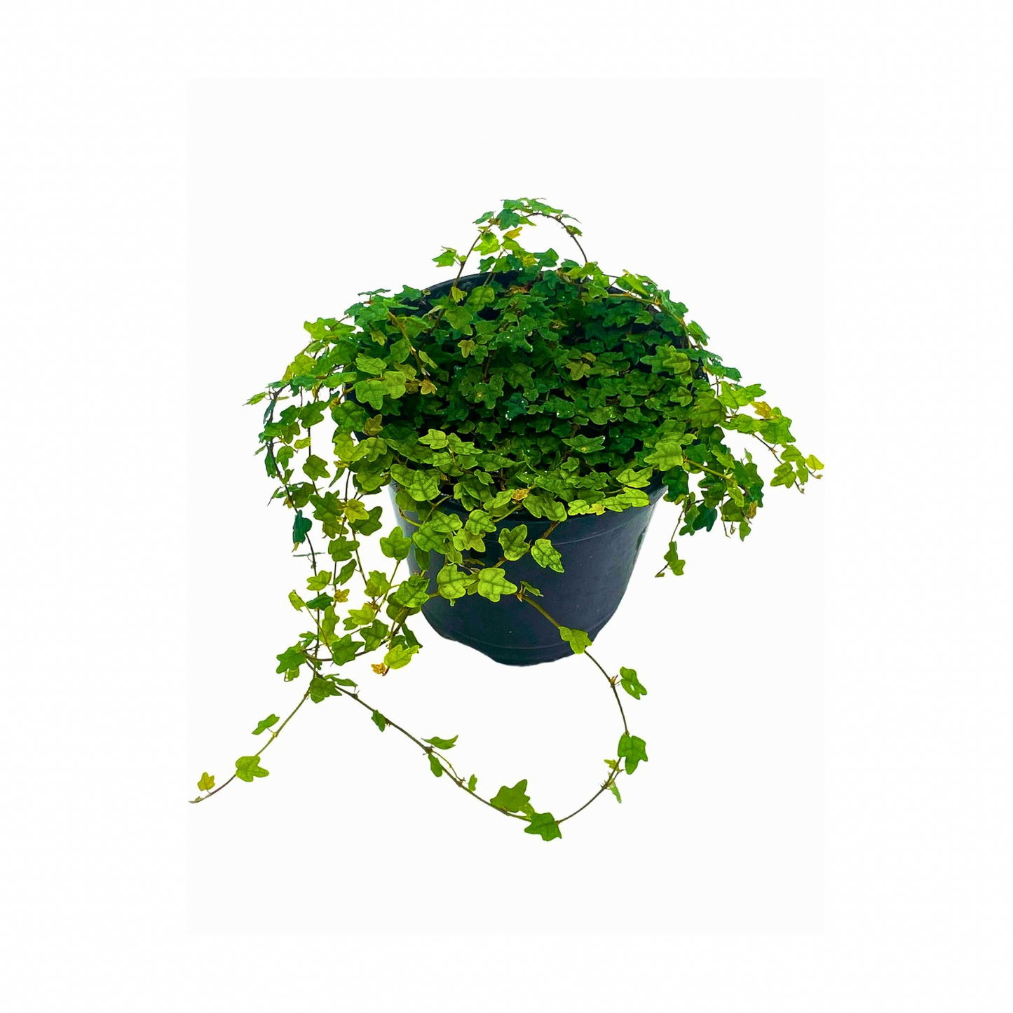 Ficus pumila “String of frogs”