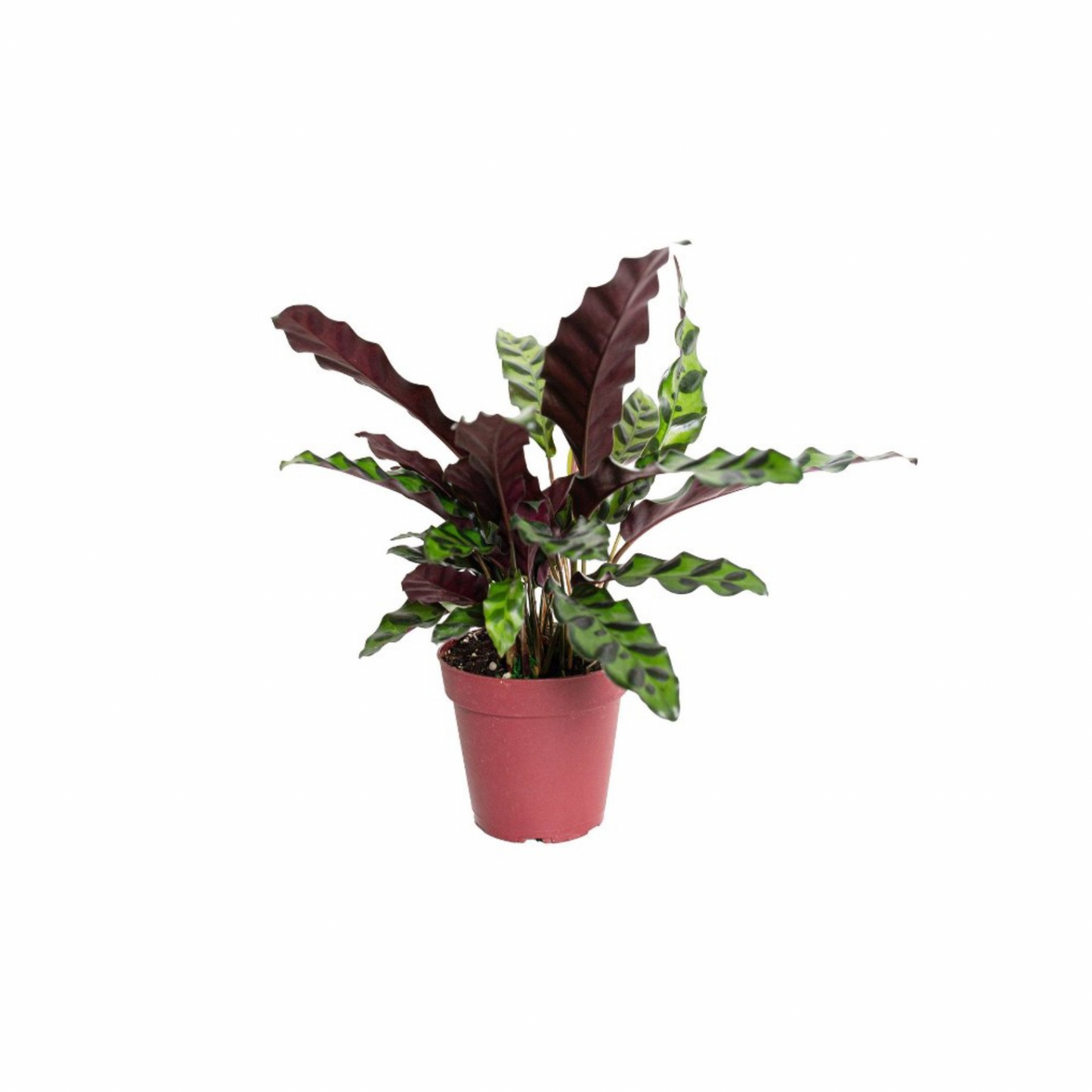 4” Calathea “Rattlesnake”