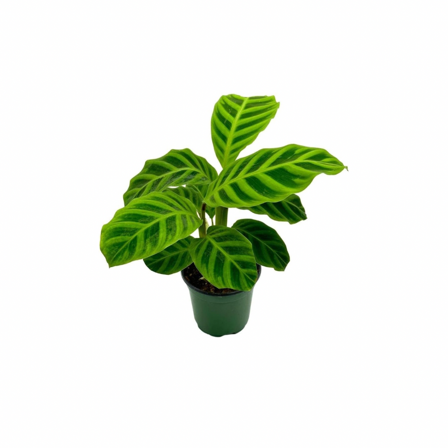 4” Calathea “Zebrina”