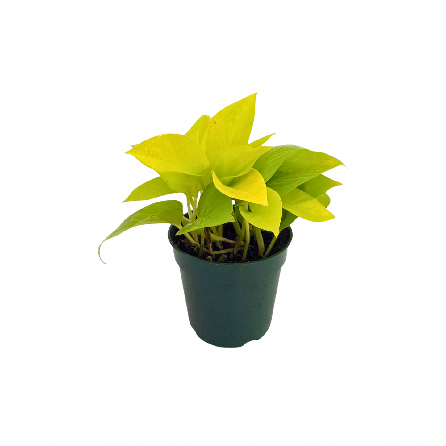 4” Pothos “Neon Devil’s Ivy”