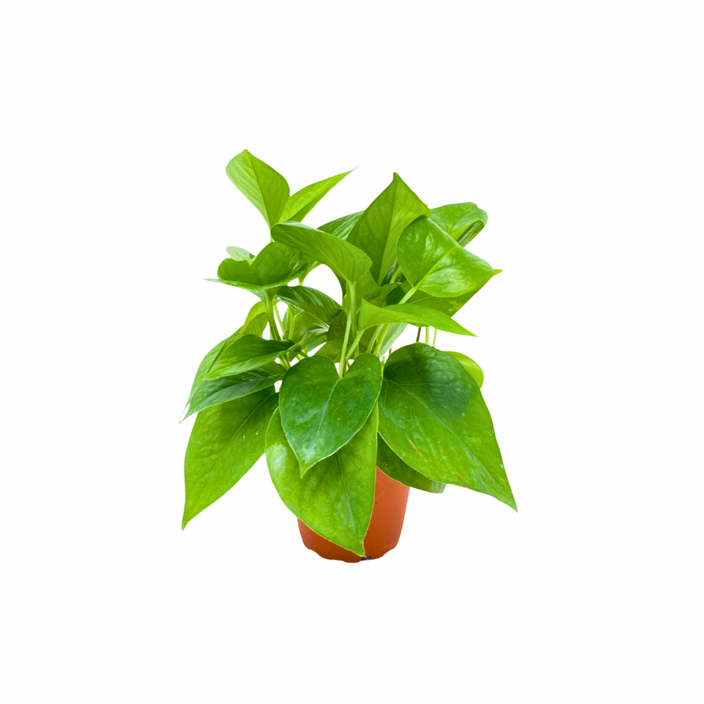4” Pothos “Jade”