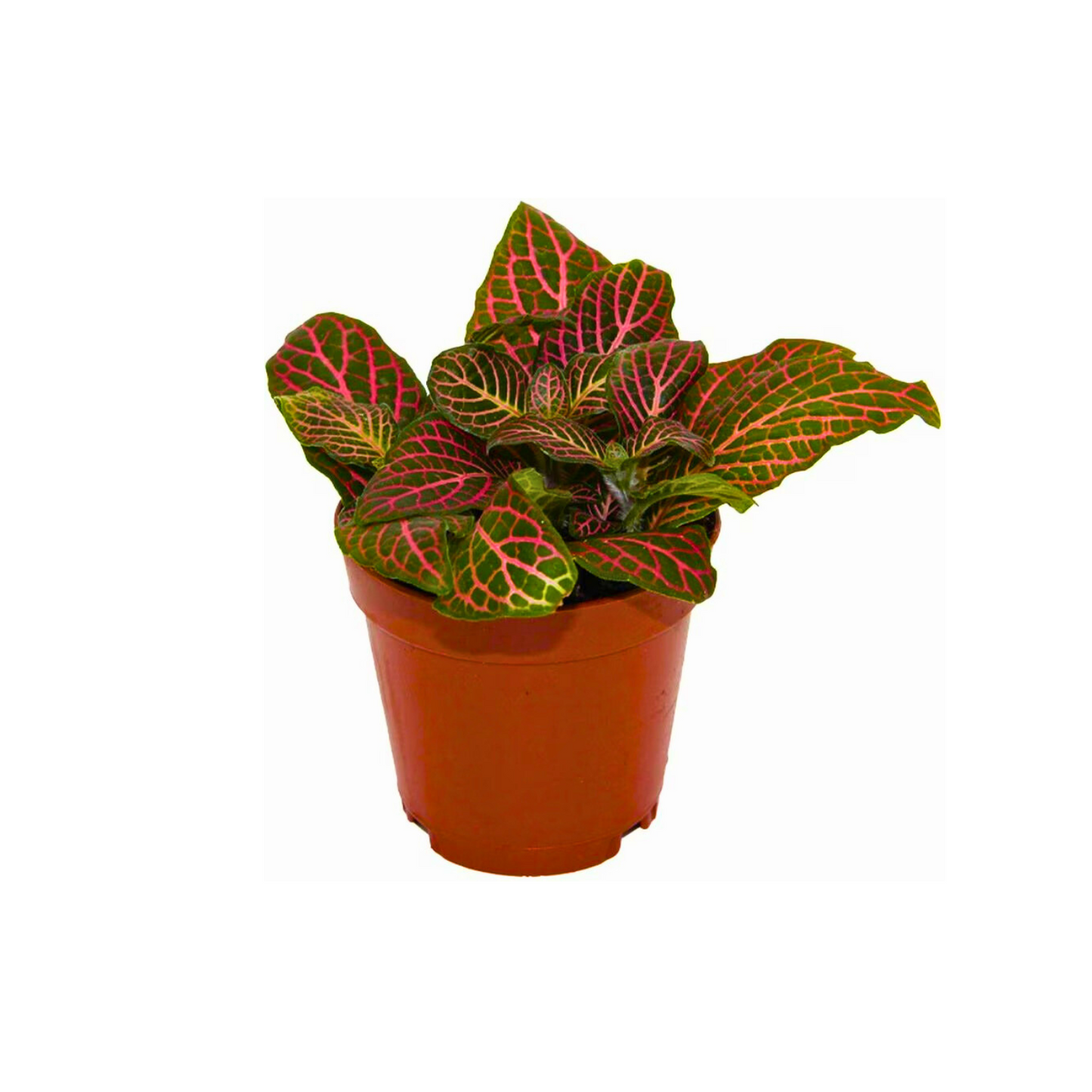 3” Fittonia “Pink”