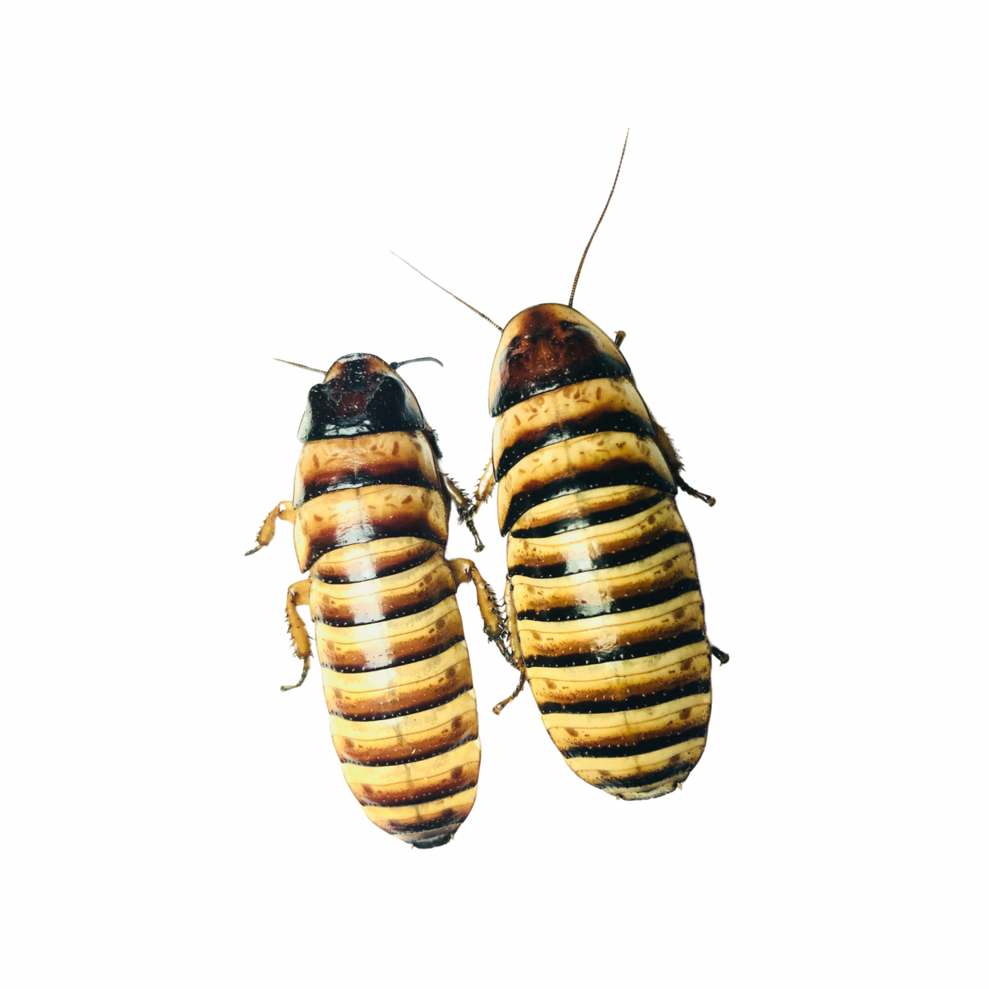 Halloween Hissing Cockroaches