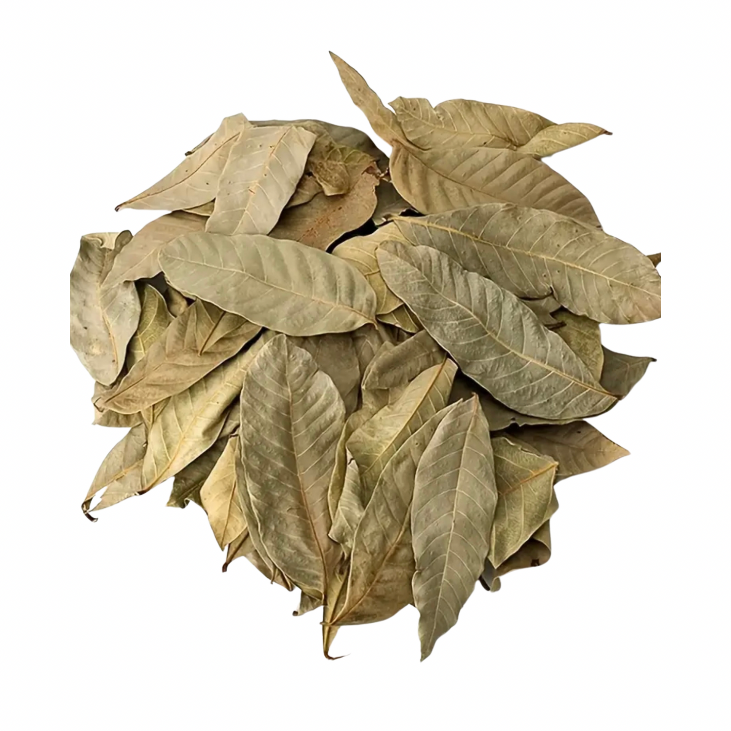 Longan Leaves