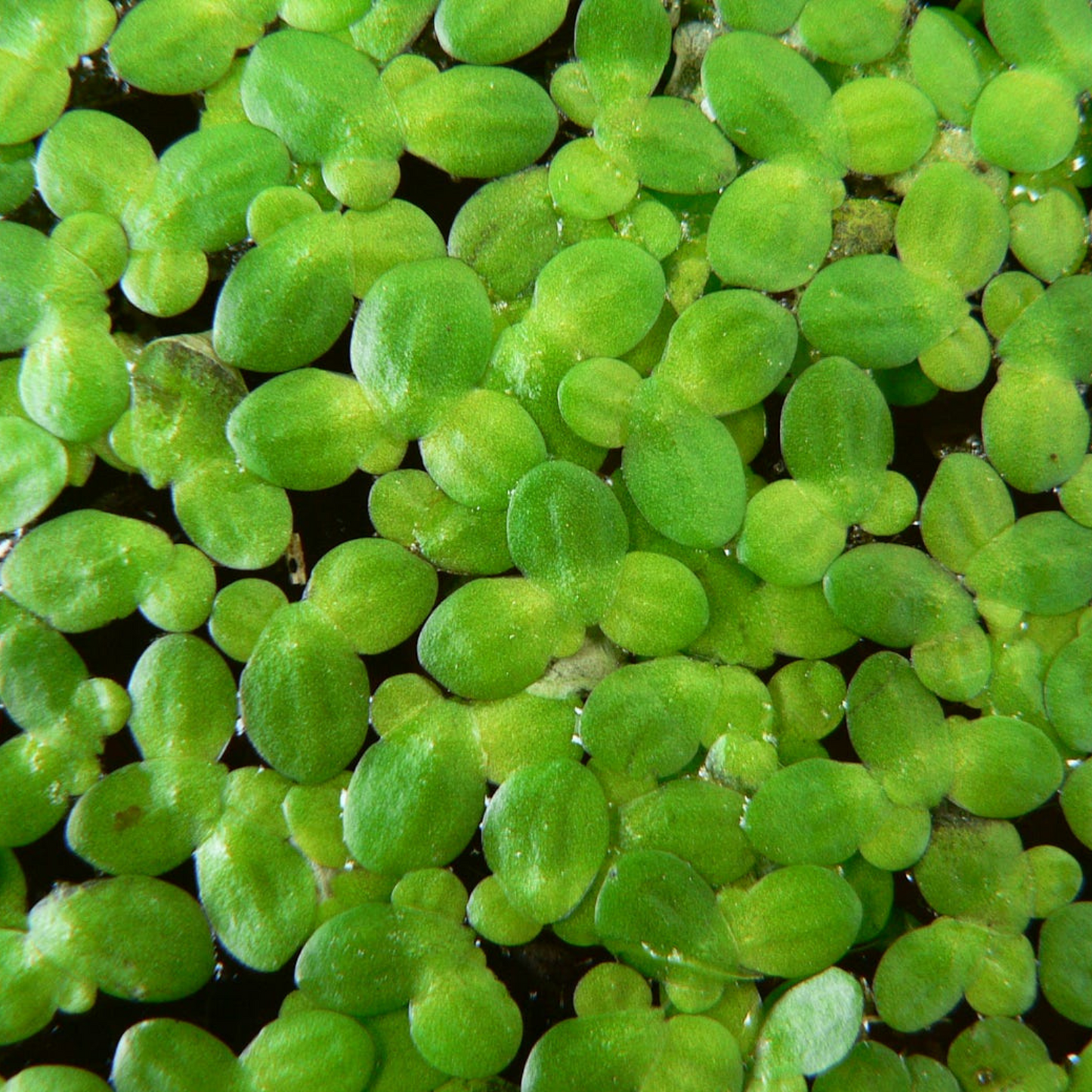 Duckweed