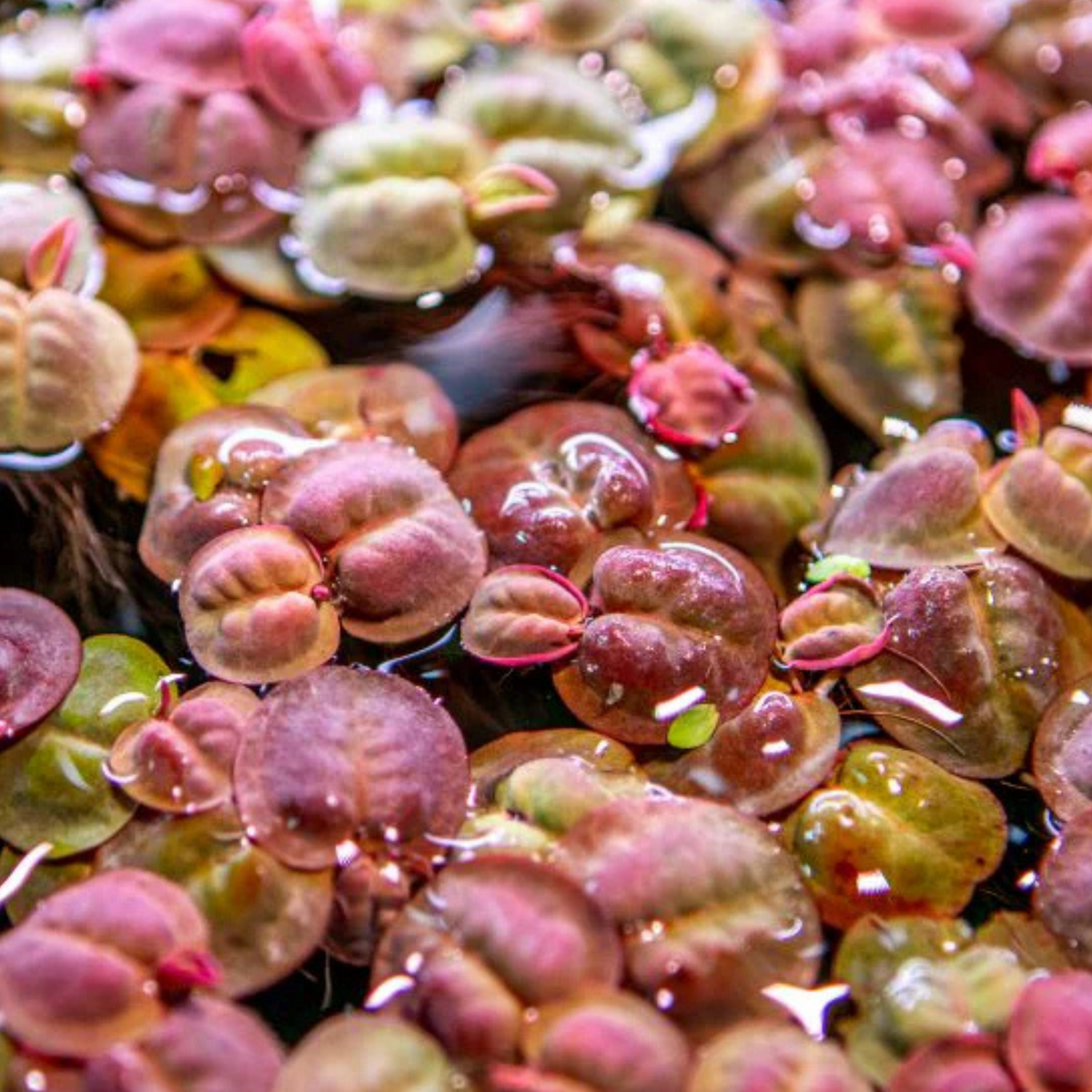 Red Root Floaters