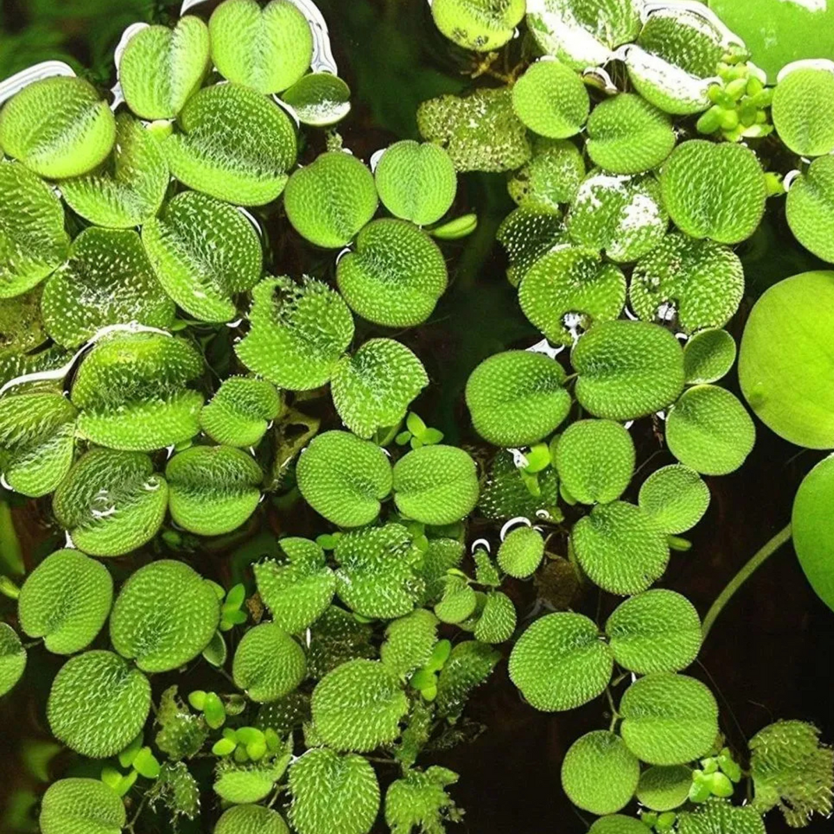 Salvinia Minima (water spangles)