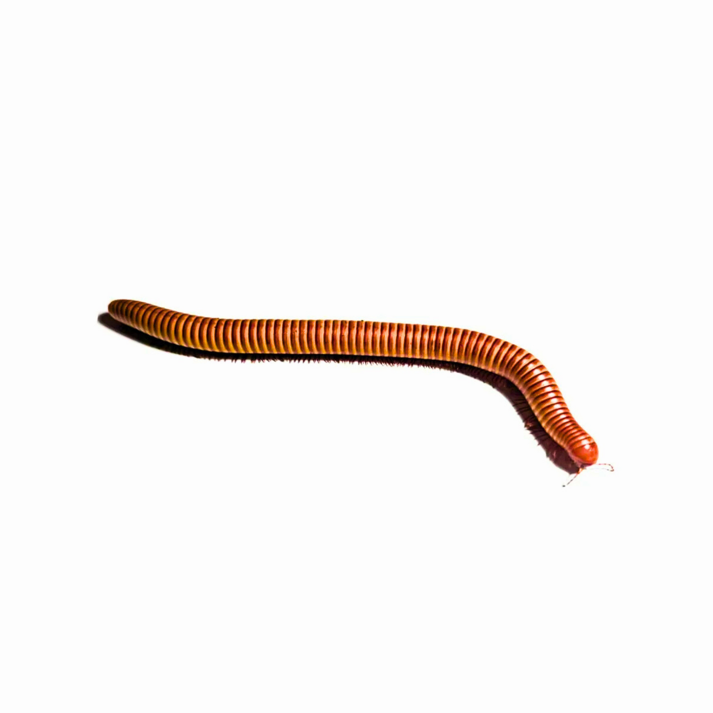 Giant gold millipede