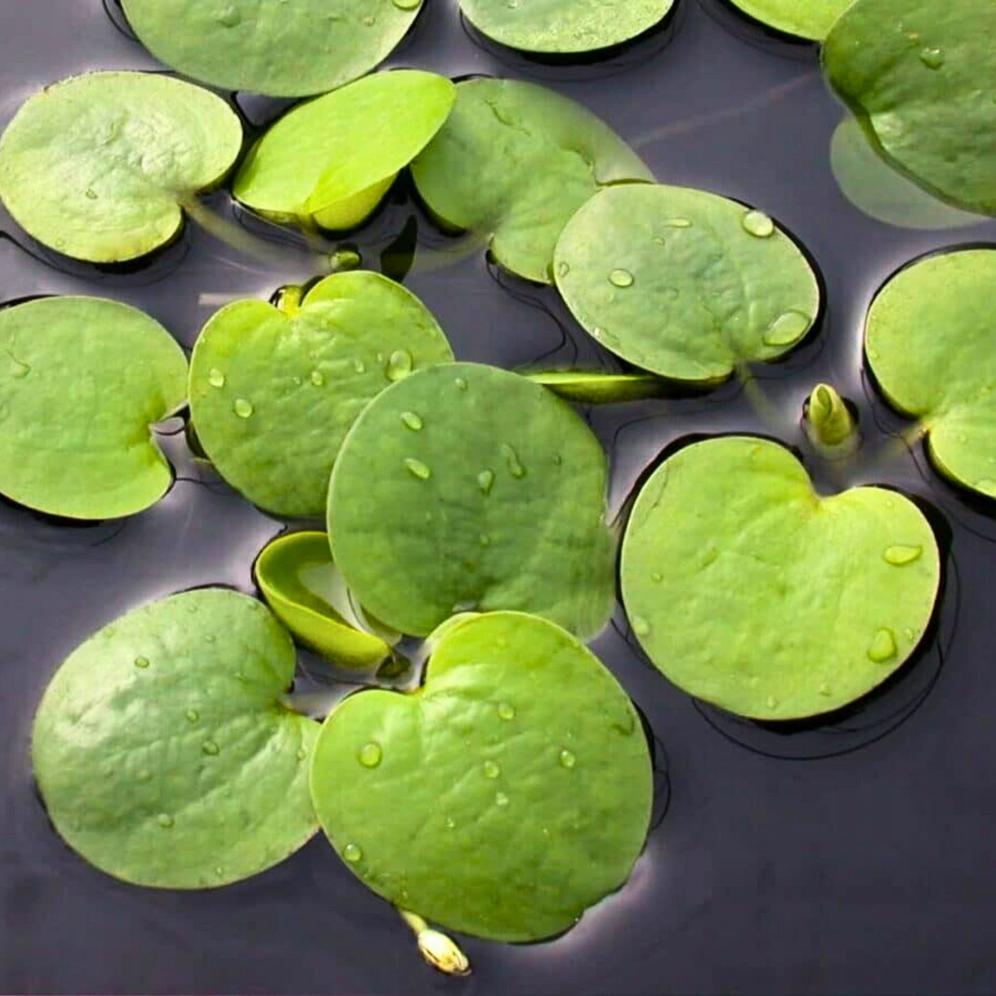 Amazon Frogbit