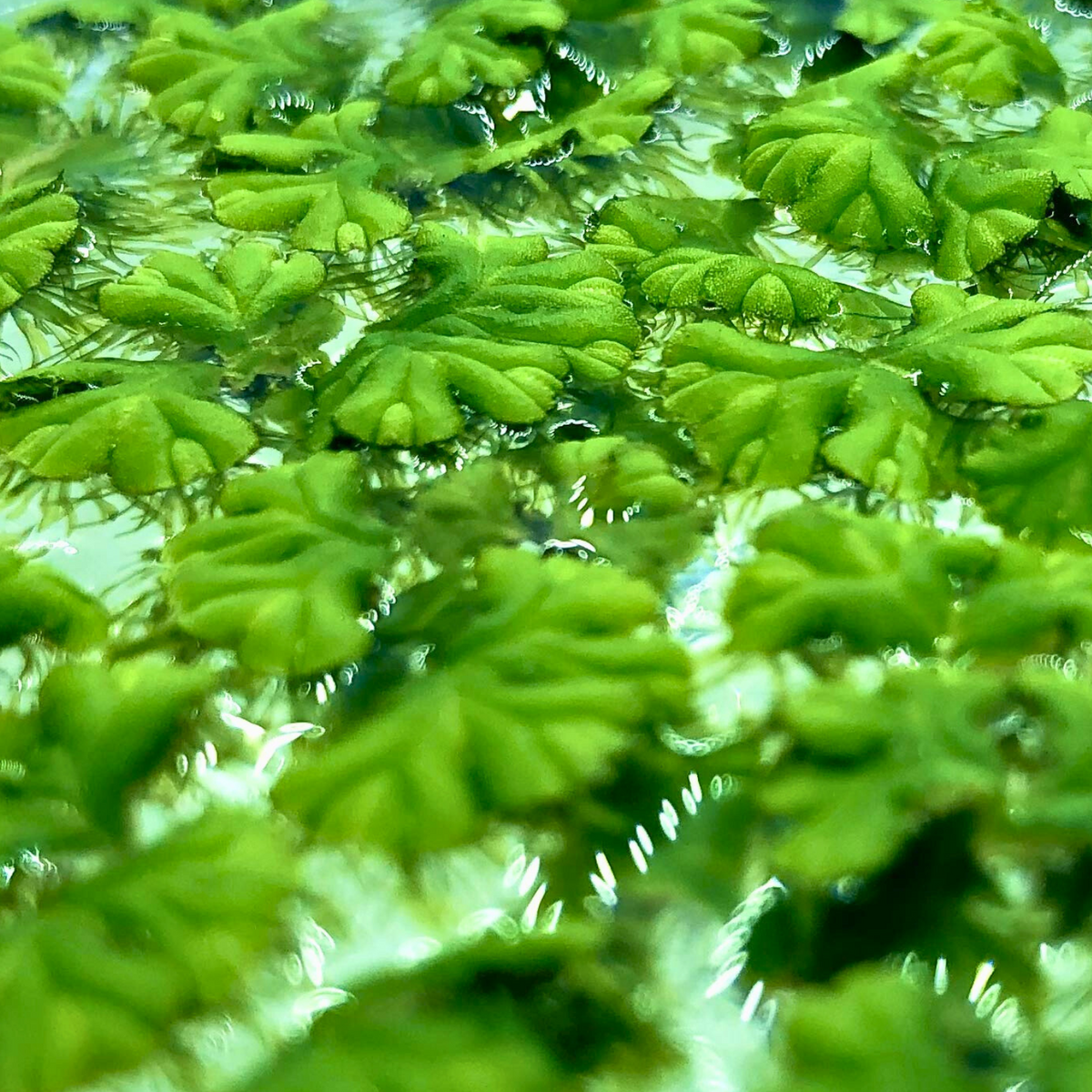Riccia Water Spangles