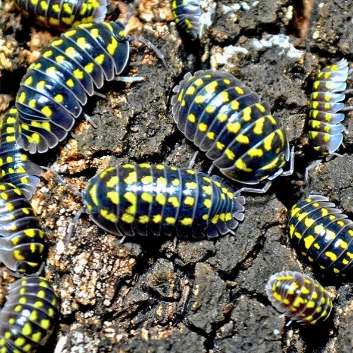 Yellow Spotted Gestroi