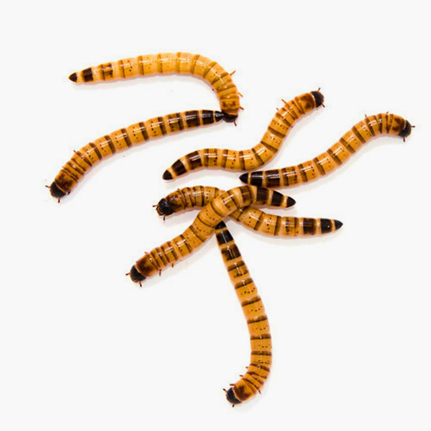 Superworms