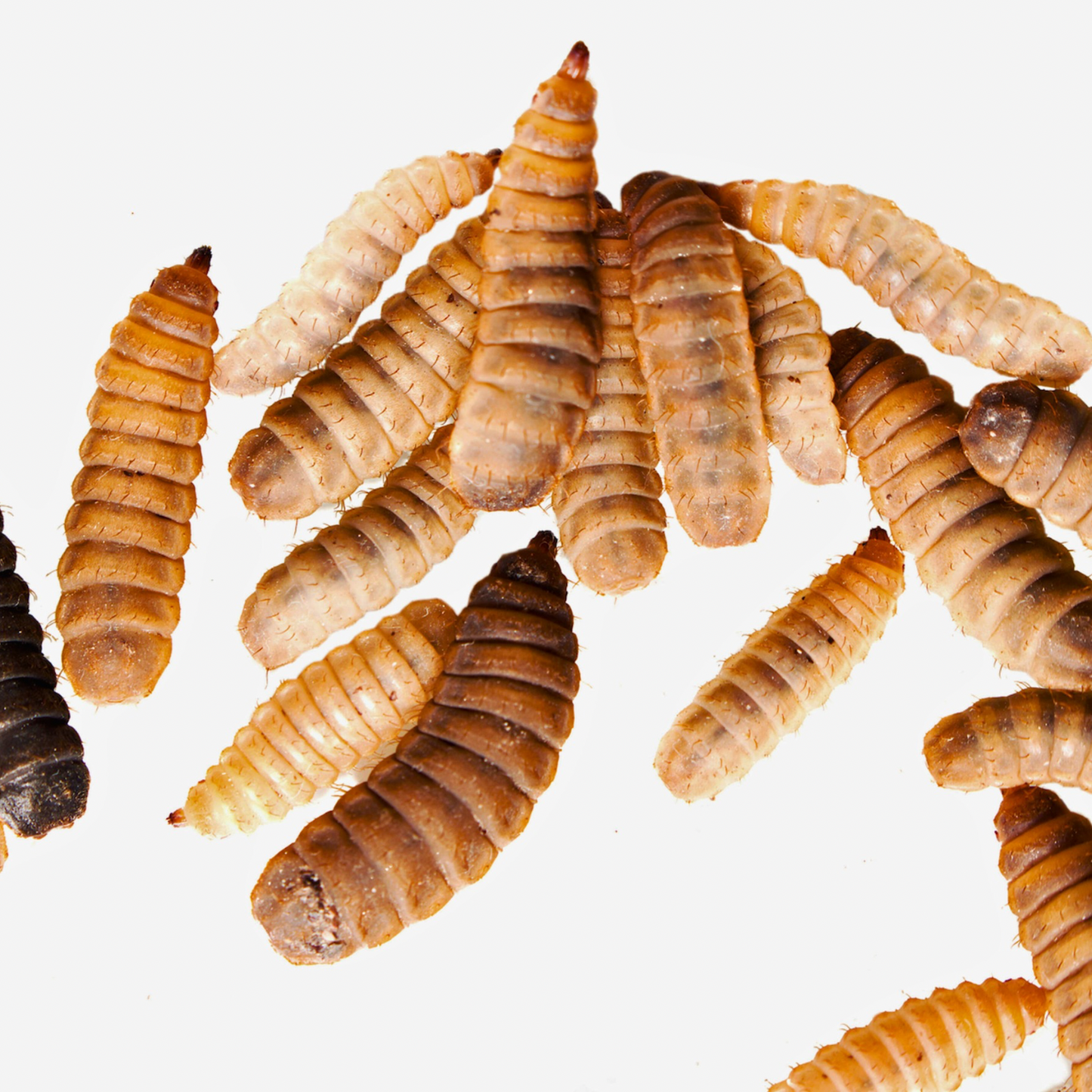 Phoenix Worms