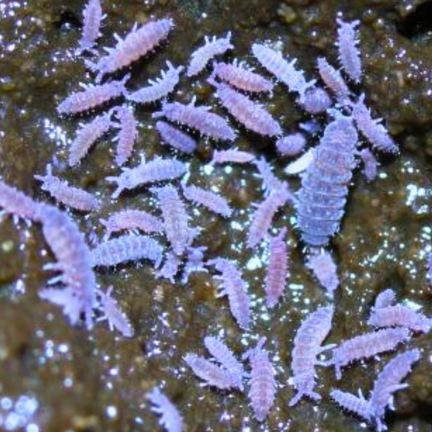 Lilac Springtails