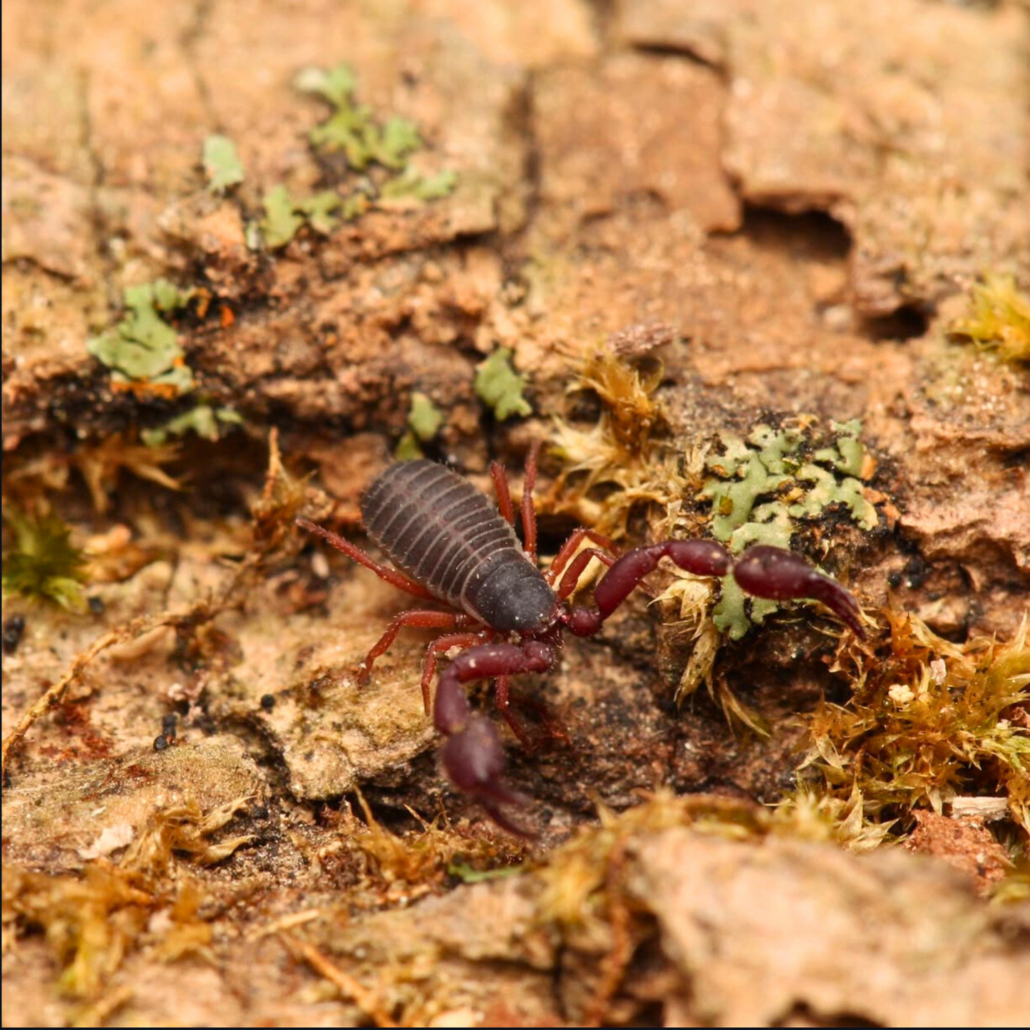 Pseudoscorpions “Everglades”