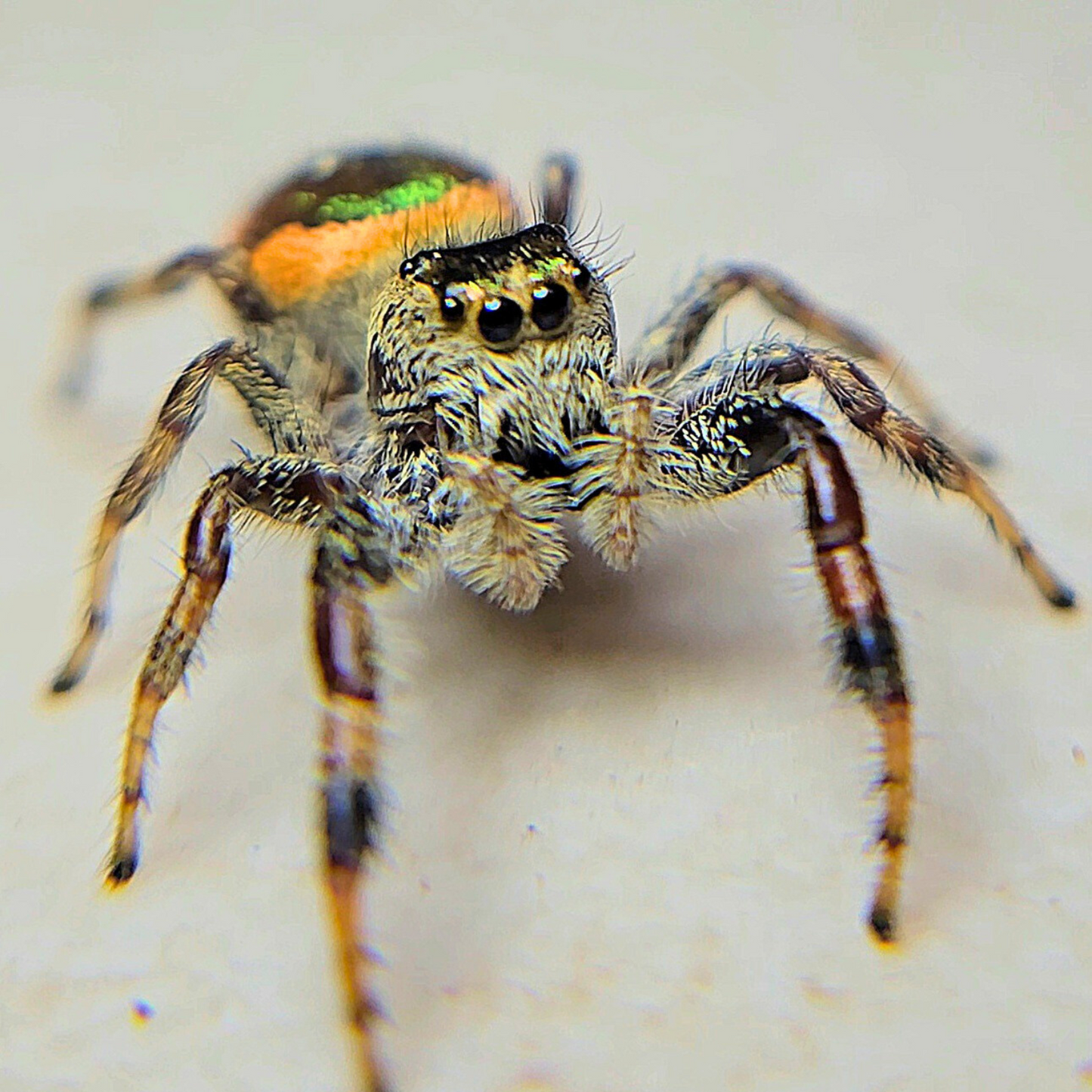 Golden Jumping Spider