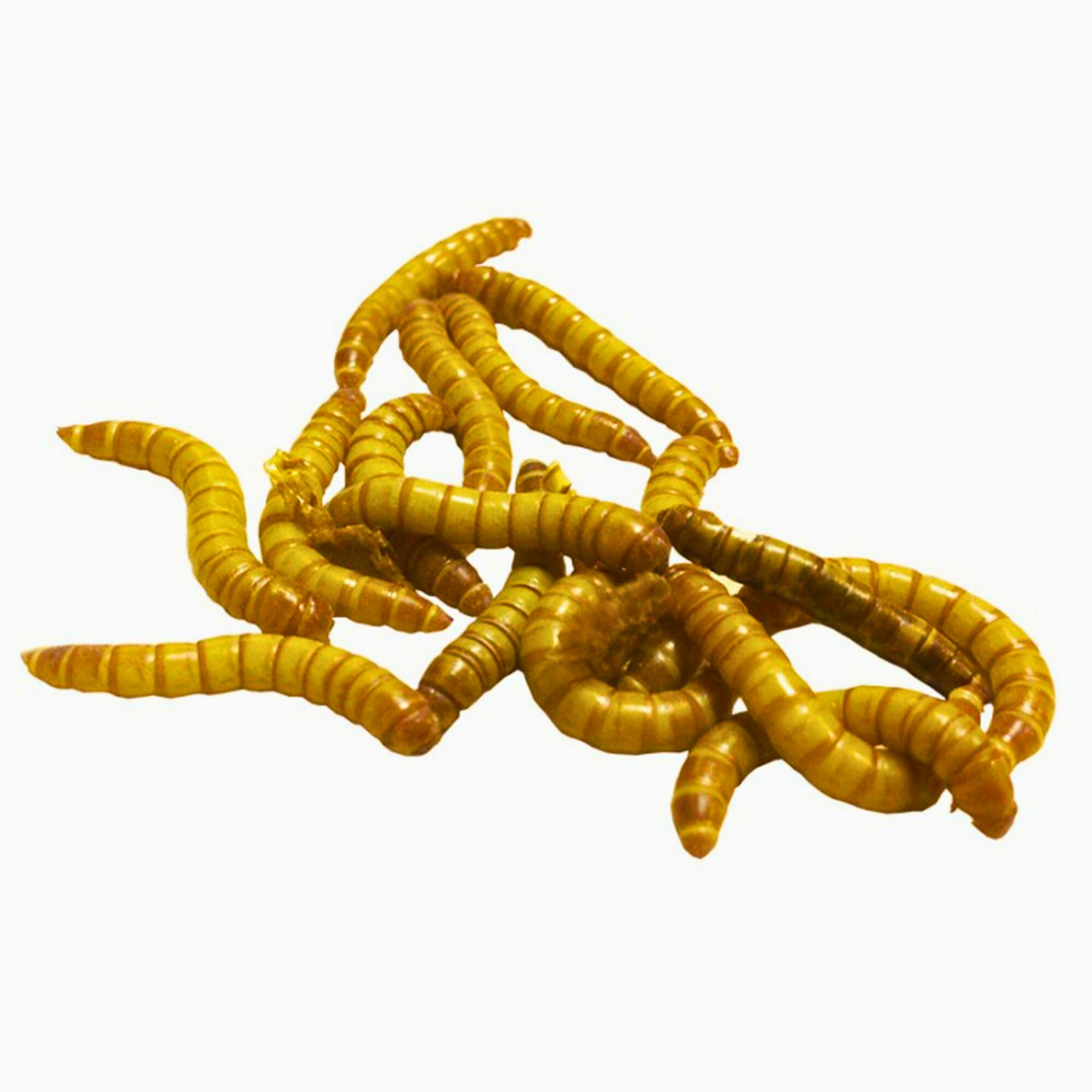 Mealworms