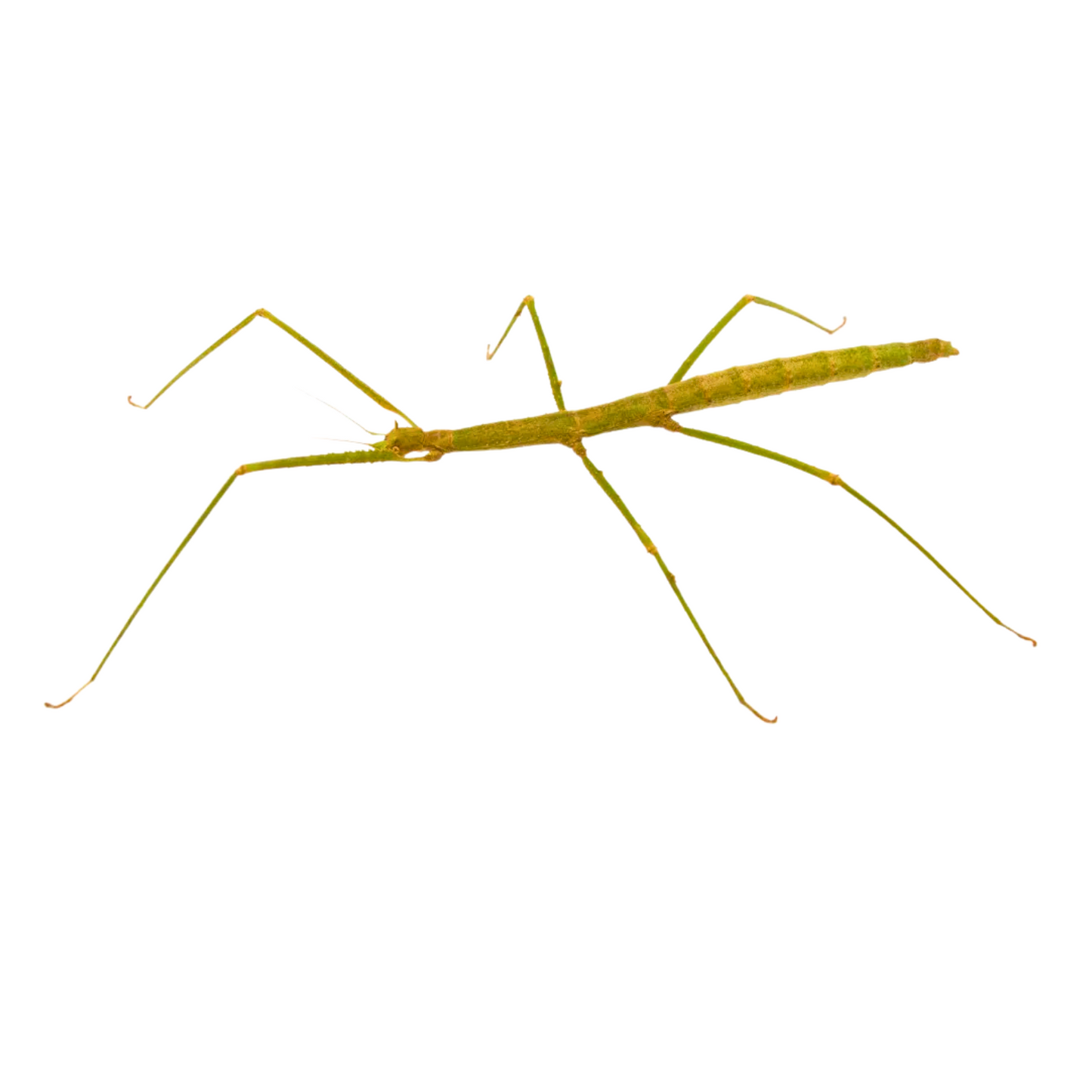 Indian Walking Stick