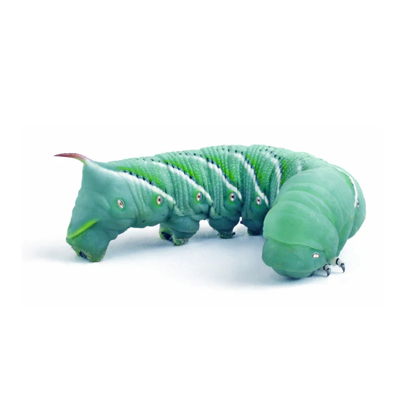 Hornworm Cup