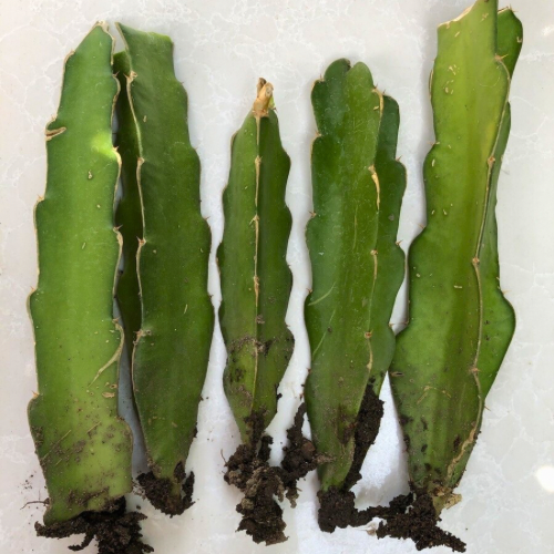 Dragon fruit cactus cutting