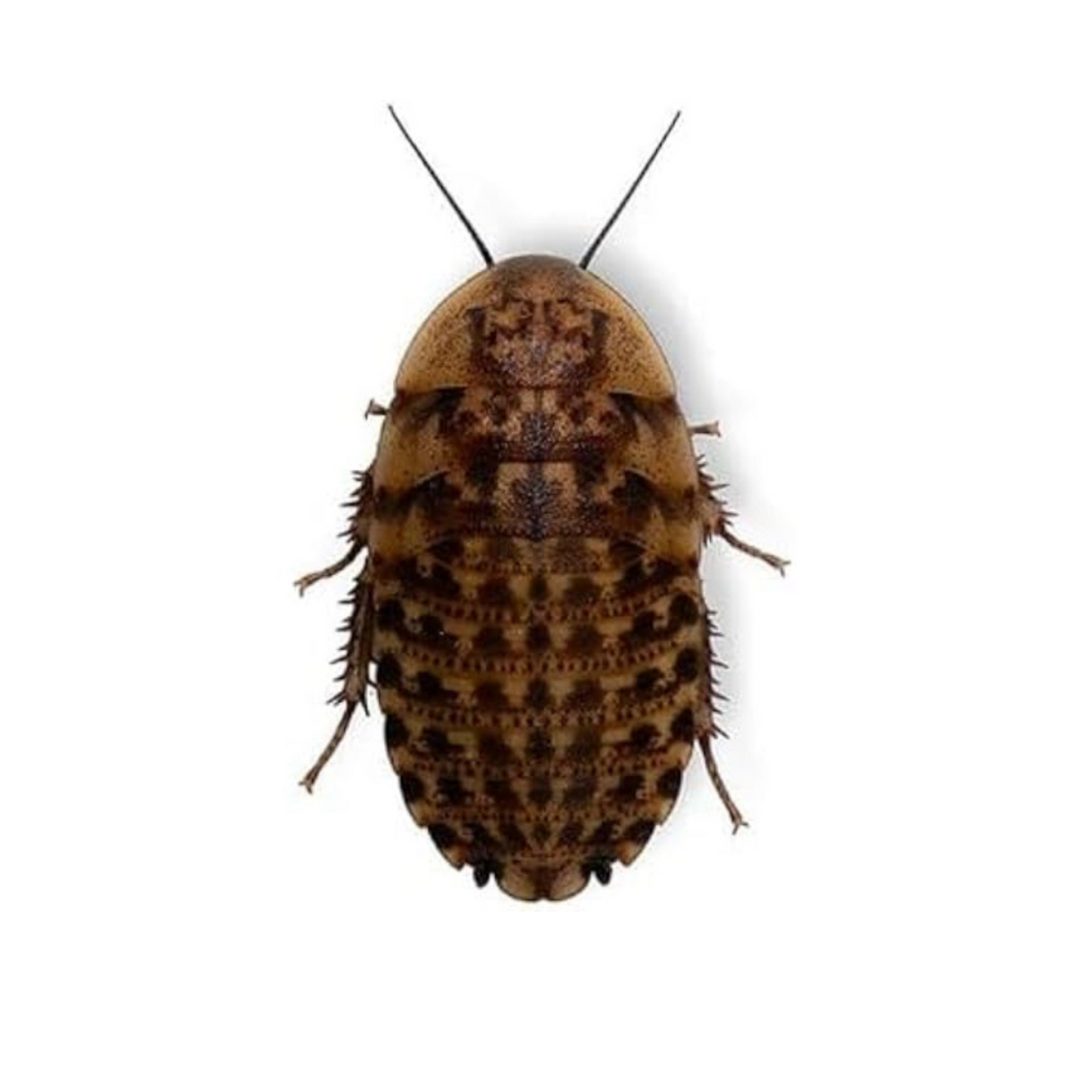 Discoid Roaches