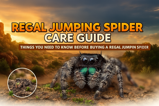 Regal Jumping Spider Care Guide