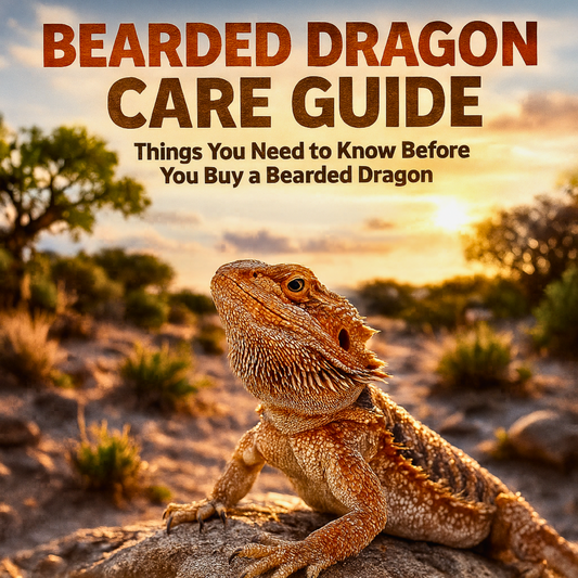 Bearded Dragon Care Guide