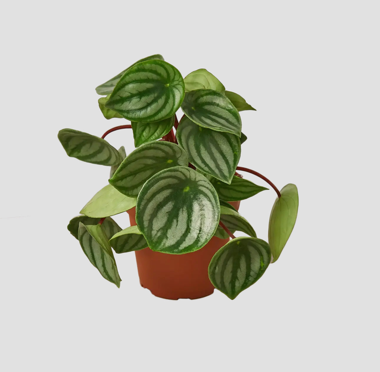 4” Peperomia “watermelon”