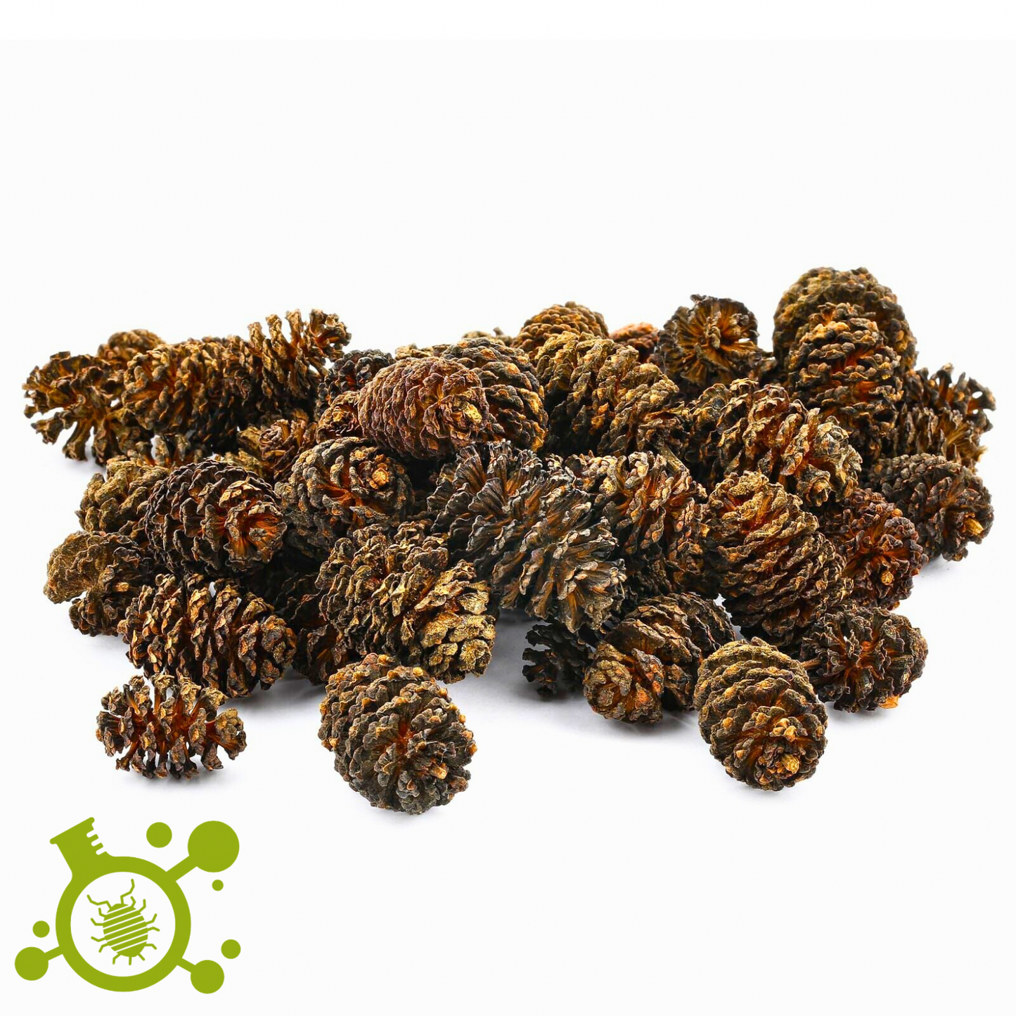 Alder Cones