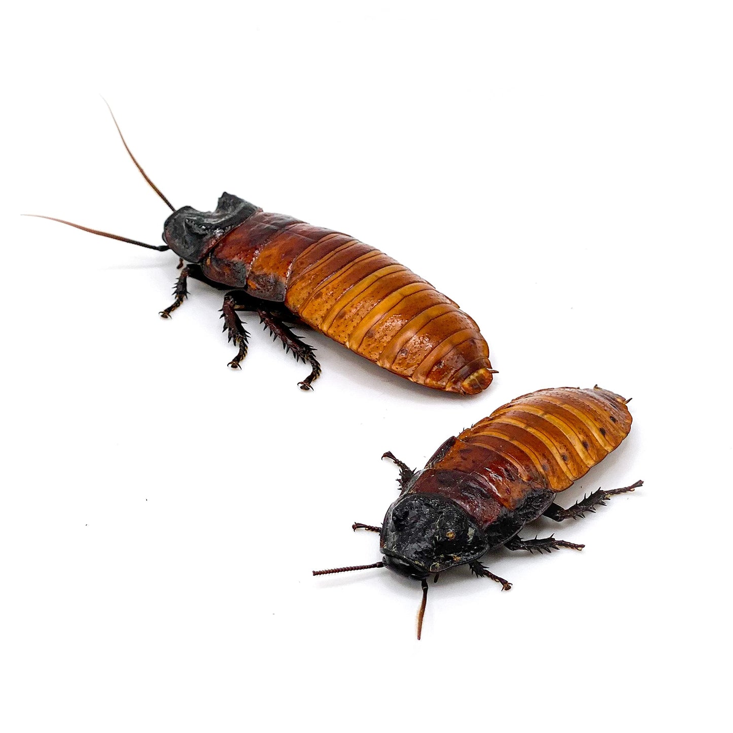 Madagascar hissing cockroaches