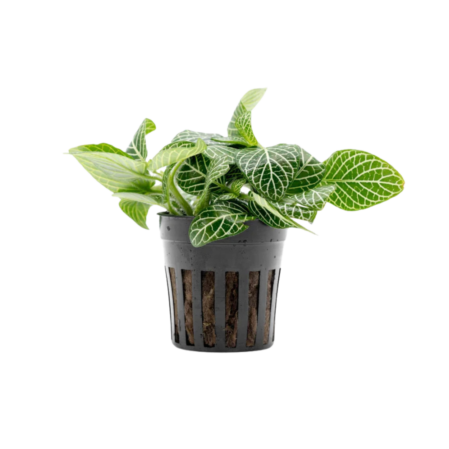 3” Fittonia “white”