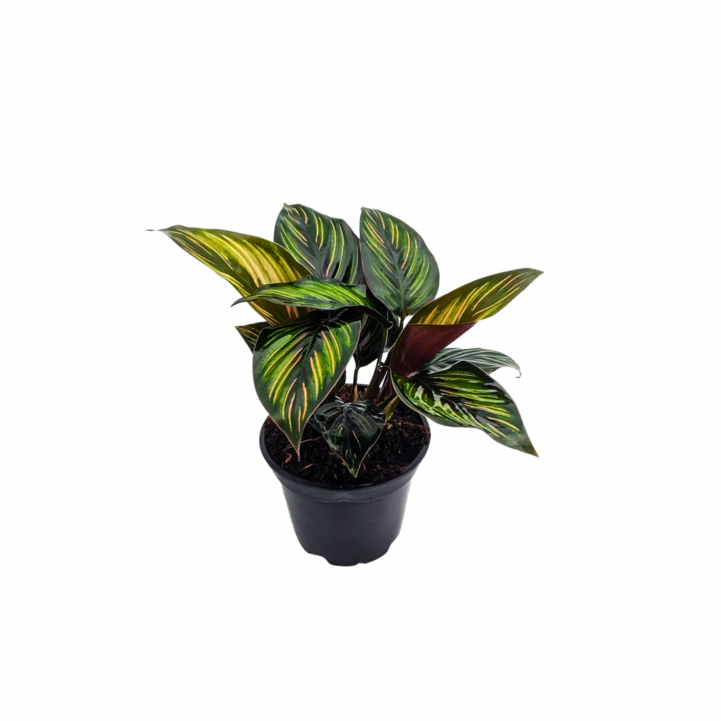 4” Calathea “Beauty Star”