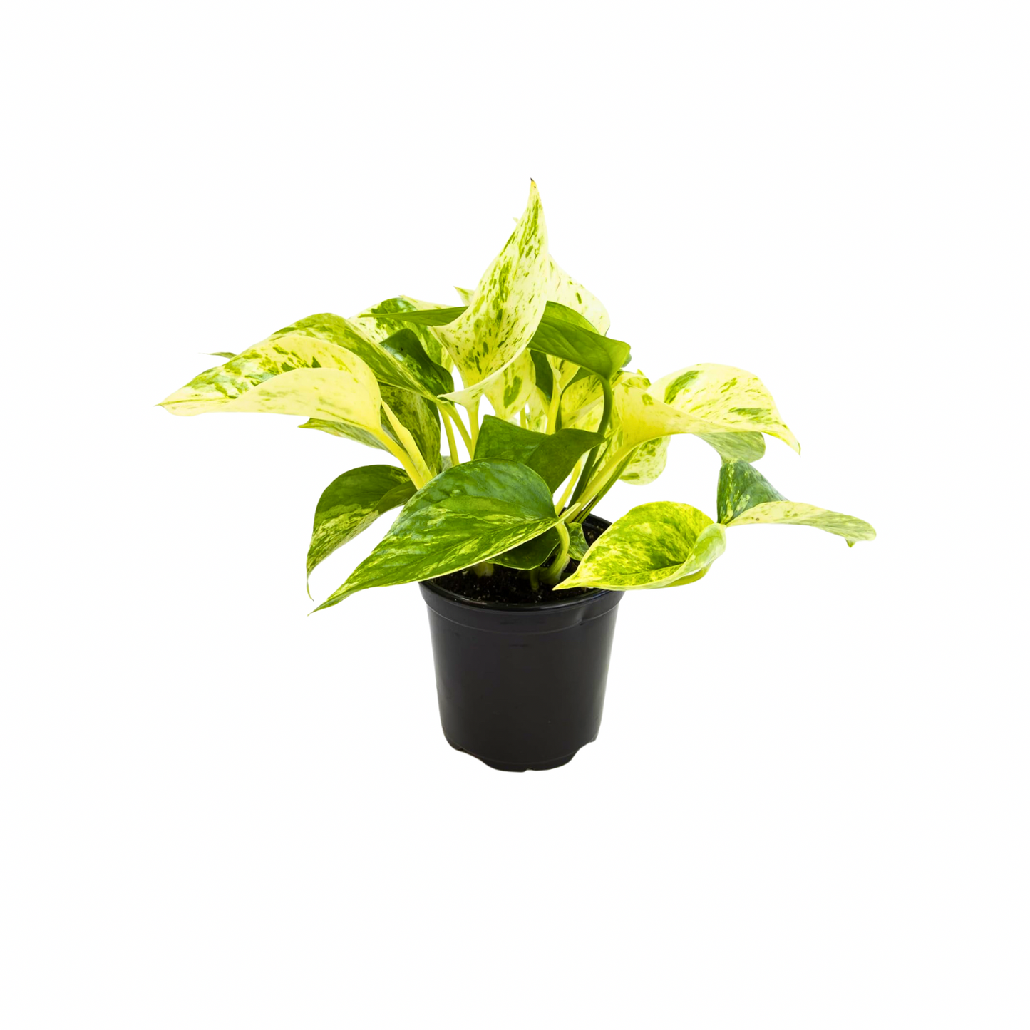 4” Pothos “Marble Queen”