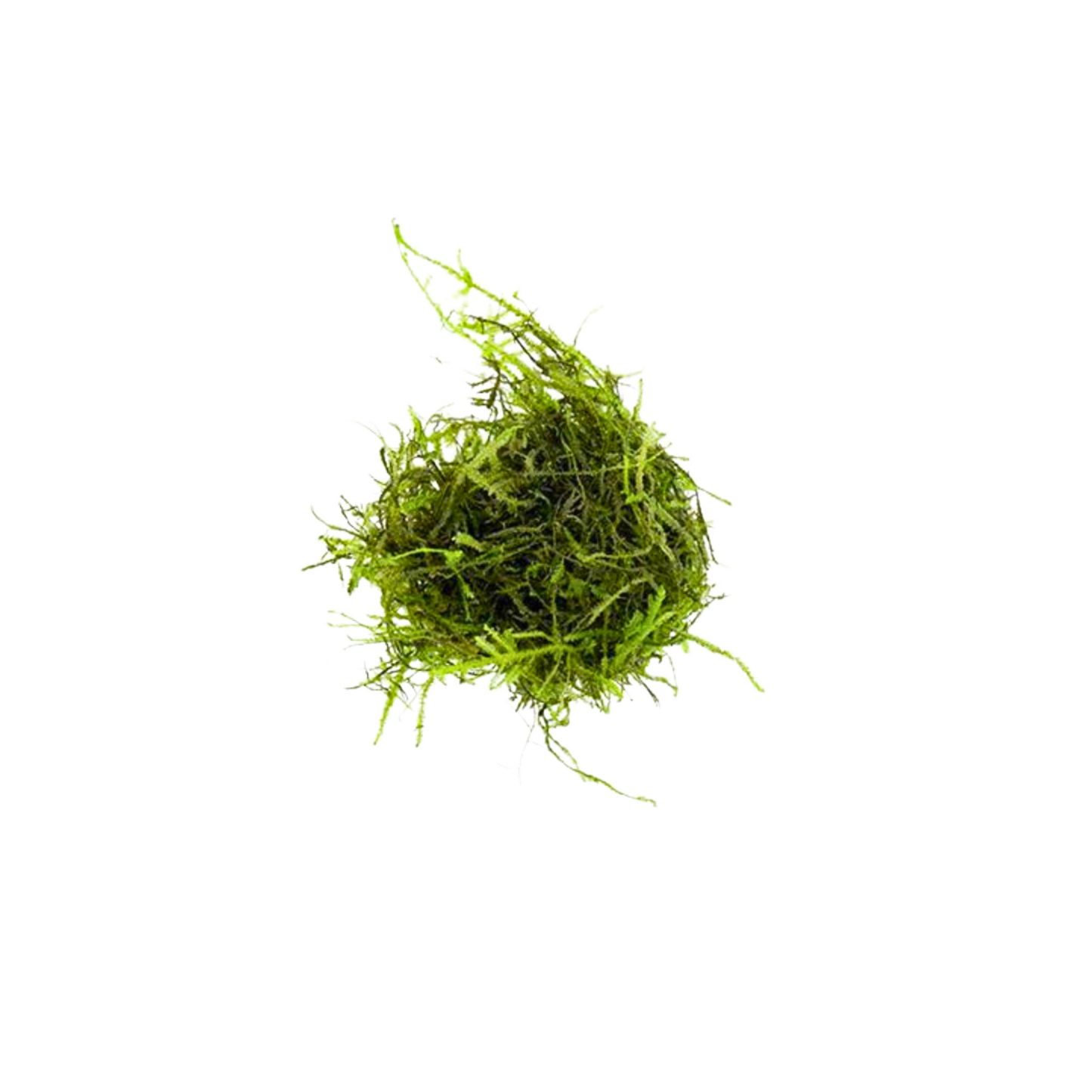 Java Moss