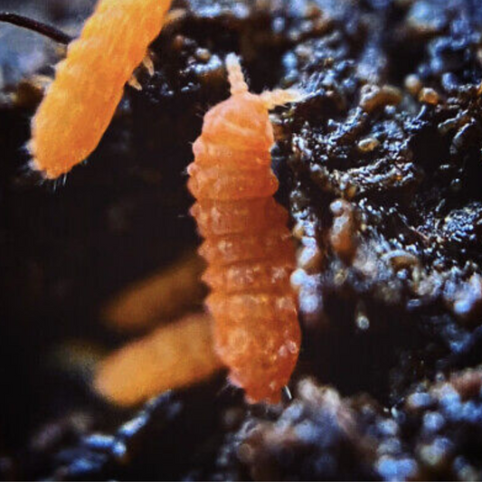 Orange Springtails