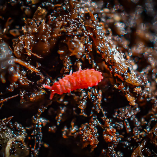 Red Springtails