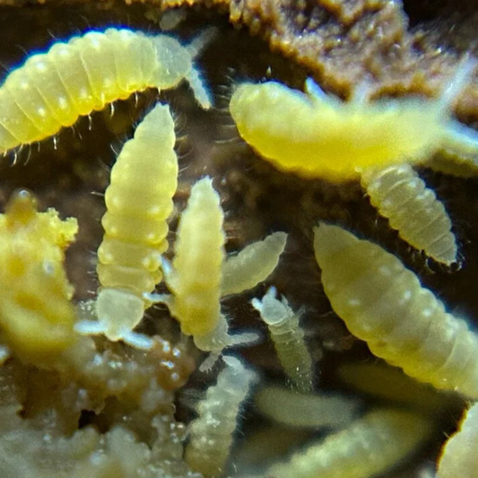 Yellow Springtails