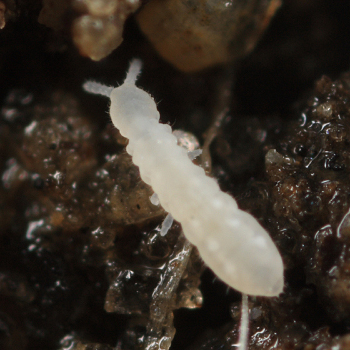 Springtails