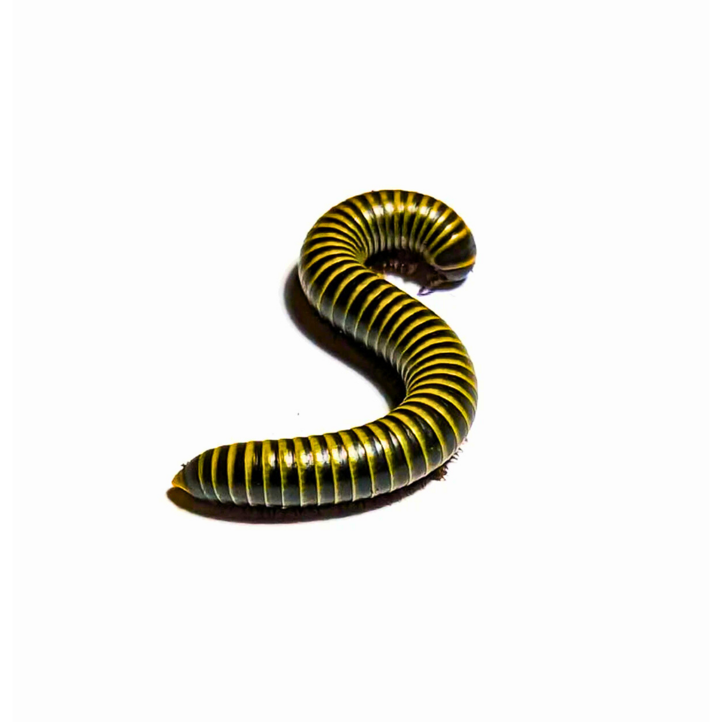 Bumblebee Millipede