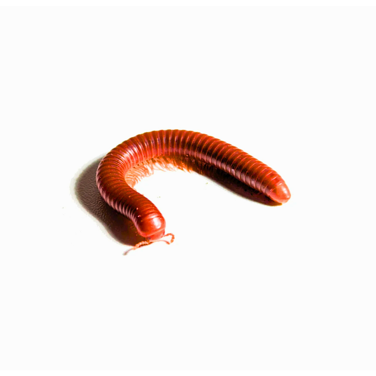 Scarlet Millipede